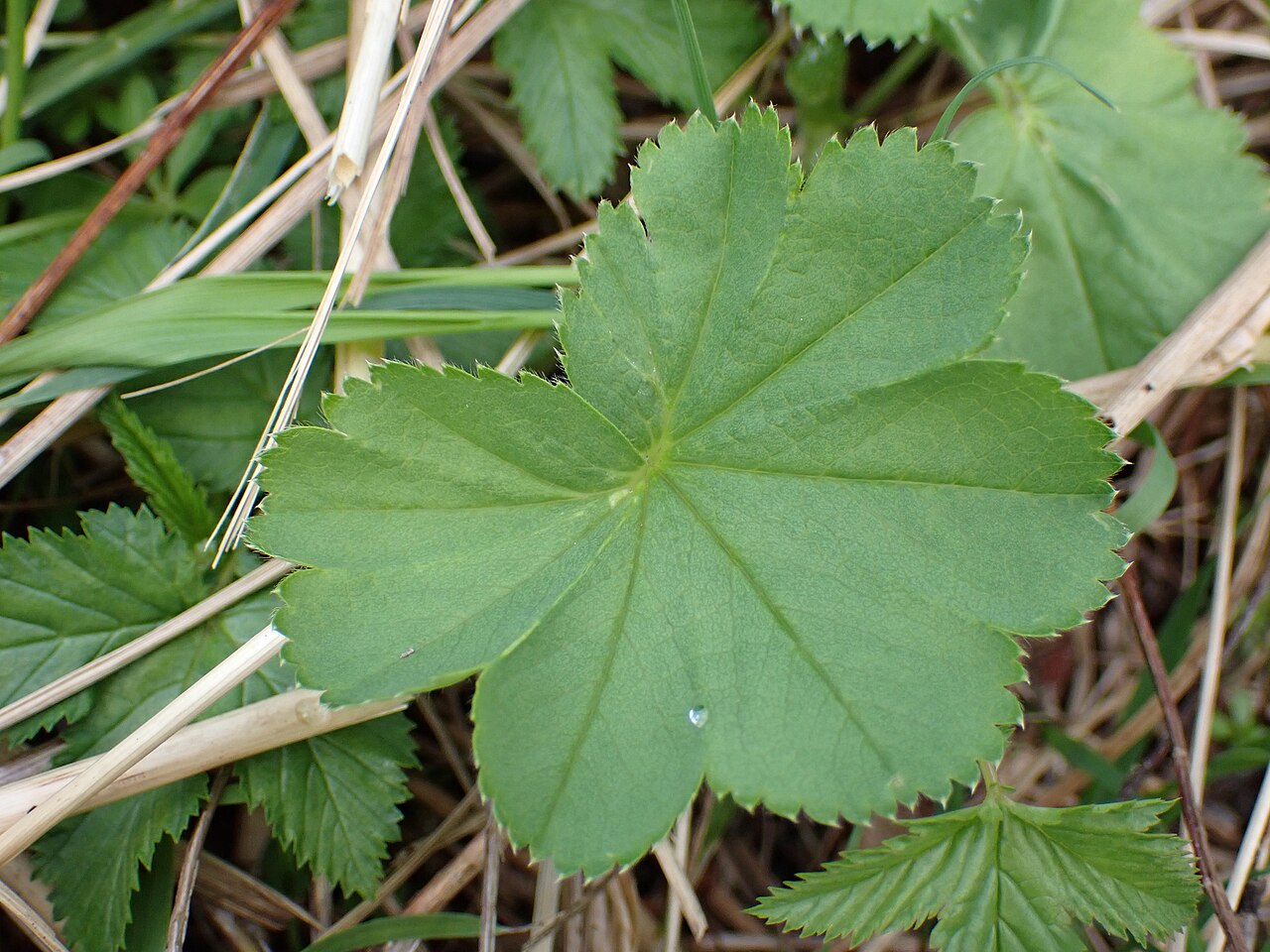 Alchemilla crinita: Alchemilla crinita Buser, C.Magnier, Scrin. Fl. Select. 11: 256 (1892).