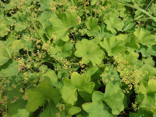 Alchemilla cymatophylla (Alchemilla cymatophylla)