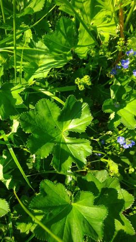 Alchemilla cymatophylla (Alchemilla cymatophylla)