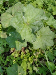 Alchemilla cymatophylla (Alchemilla cymatophylla)