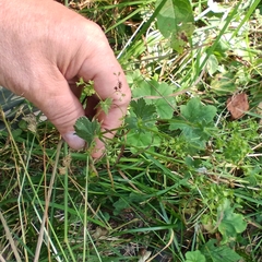 Alchemilla cymatophylla (Alchemilla cymatophylla)