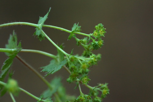 Alchemilla cymatophylla (Alchemilla cymatophylla)