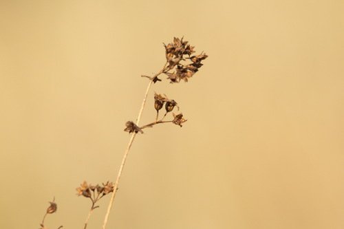 Alchemilla cymatophylla (Alchemilla cymatophylla)