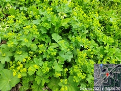 Alchemilla cymatophylla (Alchemilla cymatophylla)