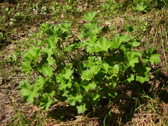 Alchemilla cymatophylla (Alchemilla cymatophylla)