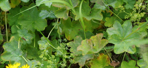 Alchemilla cymatophylla (Alchemilla cymatophylla)