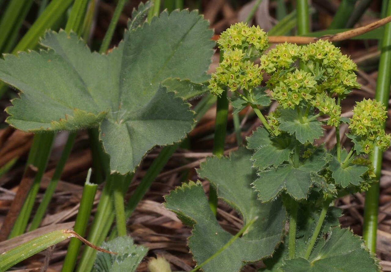 Alchemilla diademata: Alchemilla diademata Rothm. In Jabal Sannine