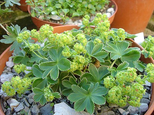 Faeroeic lady's-mantle: Alchemilla faeroensis var. pumilia