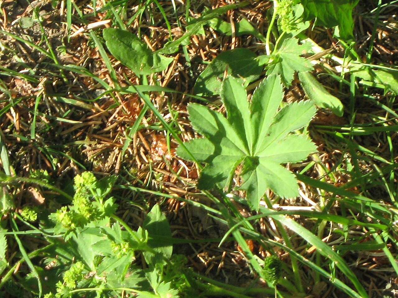 Thinstem lady's mantle: Alchemilla filicaulis