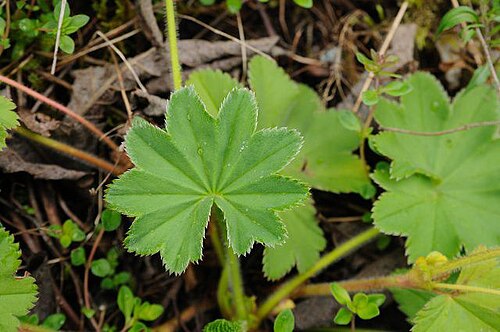 Thinstem lady's mantle: Alchemilla filicaulis