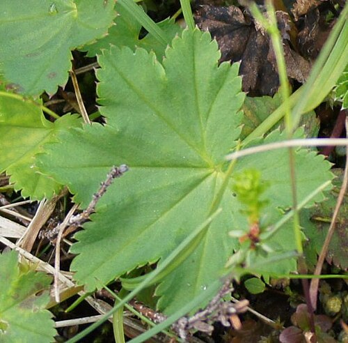 Thinstem lady's mantle: Alchemilla filicaulis