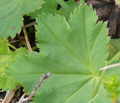 Thinstem lady's mantle: Alchemilla filicaulis