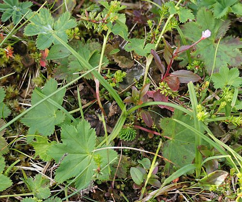 Thinstem lady's mantle: Alchemilla filicaulis
