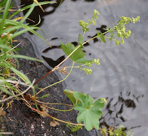Thinstem lady's mantle: Alchemilla filicaulis