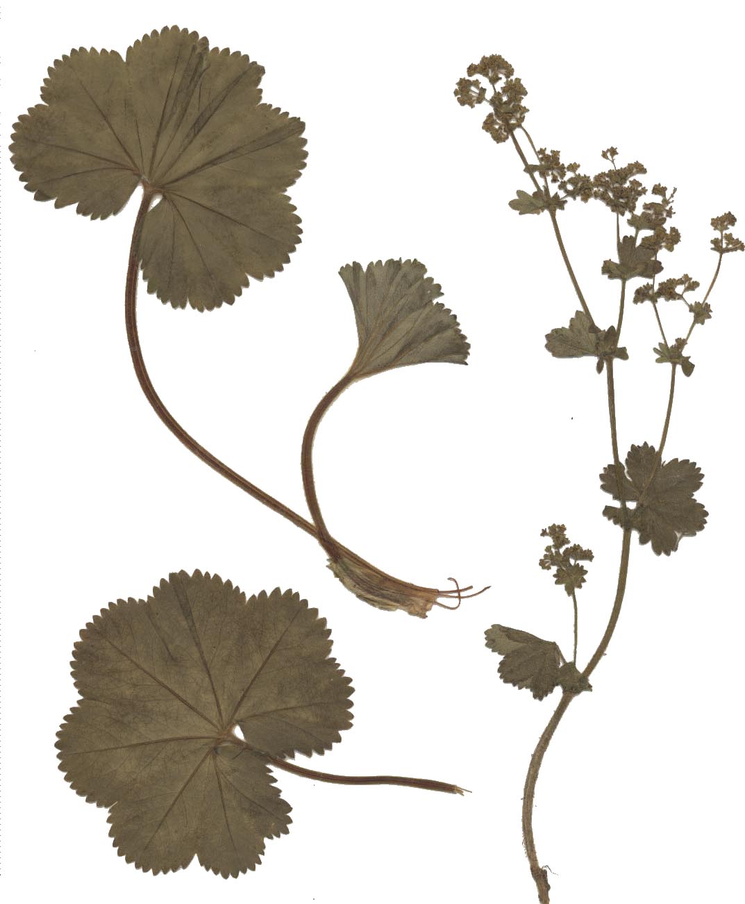 Thinstem lady's mantle (Alchemilla filicaulis)
