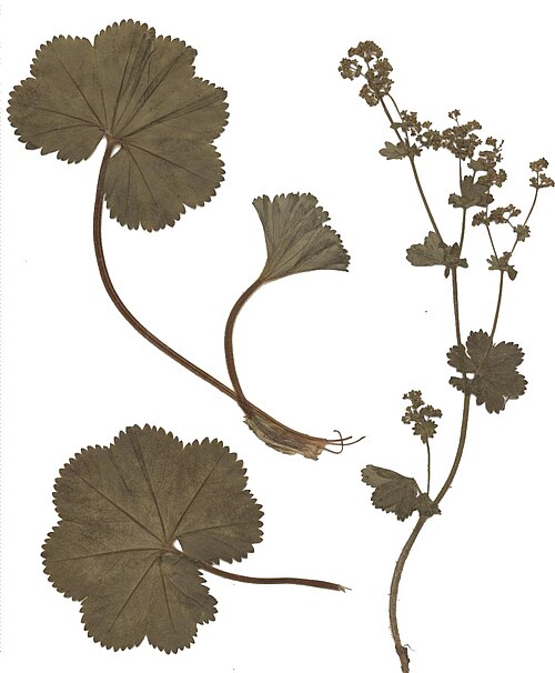 Thinstem lady's mantle (Alchemilla filicaulis)