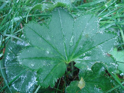 Thinstem lady's mantle: Alchemilla filicaulis