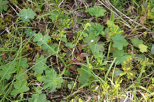 Thinstem lady's mantle: Alchemilla filicaulis