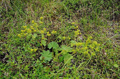 Thinstem lady's mantle: Alchemilla filicaulis
