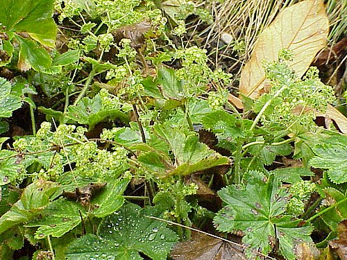 Alchemilla flabellata: Species : Alchemilla flabellata Family : Rosaceae Image No. 3