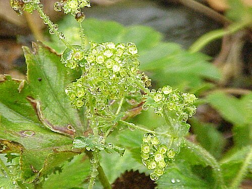 Alchemilla flabellata: Species : Alchemilla flabellata Family : Rosaceae Image No. 2