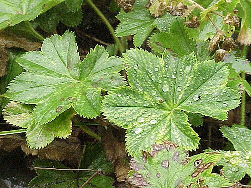 Alchemilla flabellata: Species : Alchemilla flabellata Family : Rosaceae Image No. 1