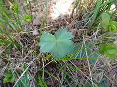 Alchemilla flabellata (Alchemilla flabellata)