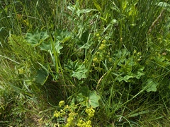 Smooth lady's mantle (Alchemilla glabra)
