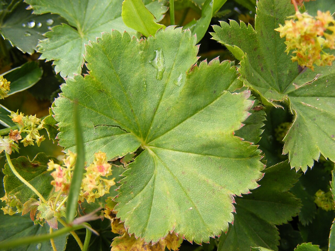 Smooth lady's mantle: This photo shows Alchemilla glabra