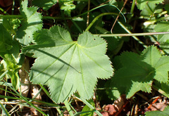 Smooth lady's mantle (Alchemilla glabra)
