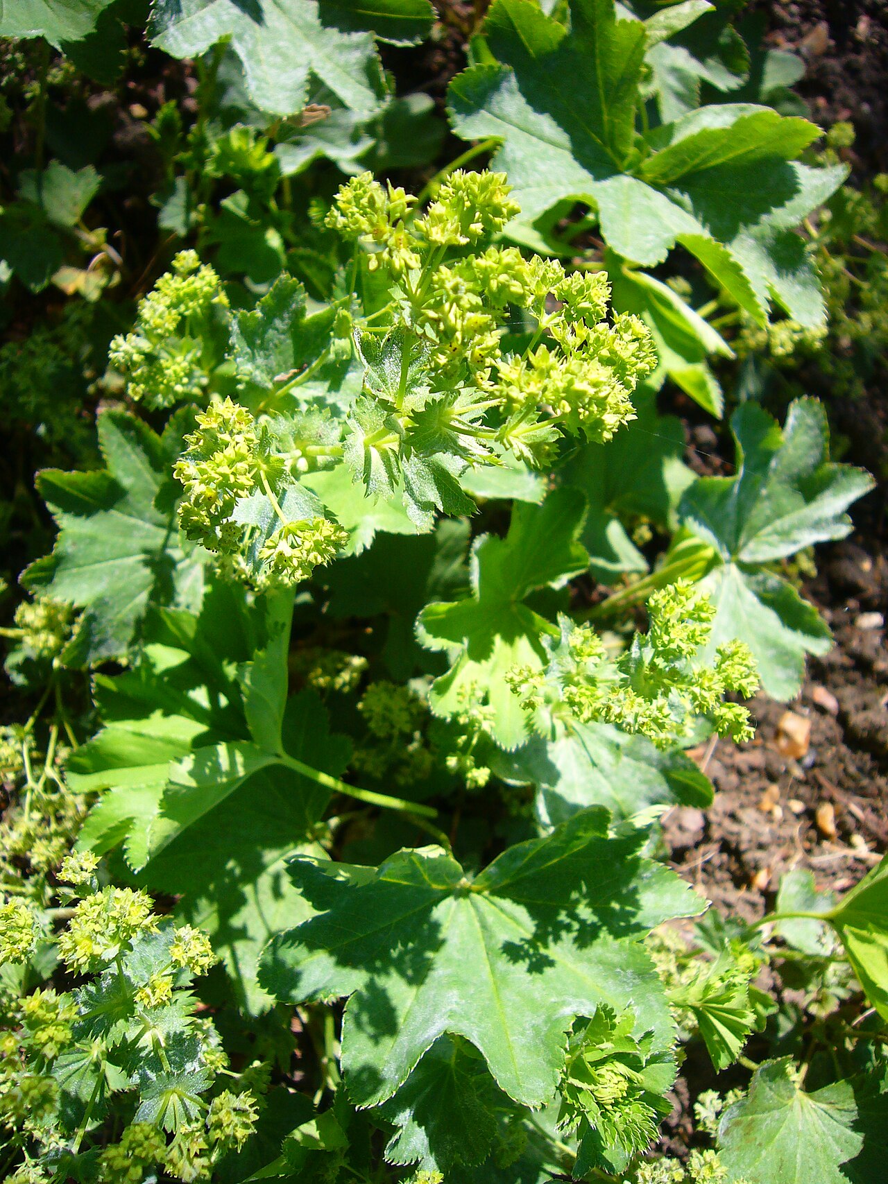 Smooth lady's mantle: Alchemilla glabra "Smooth Lady's mantle" (flower)