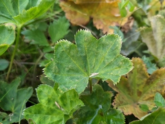 Smooth lady's mantle (Alchemilla glabra)
