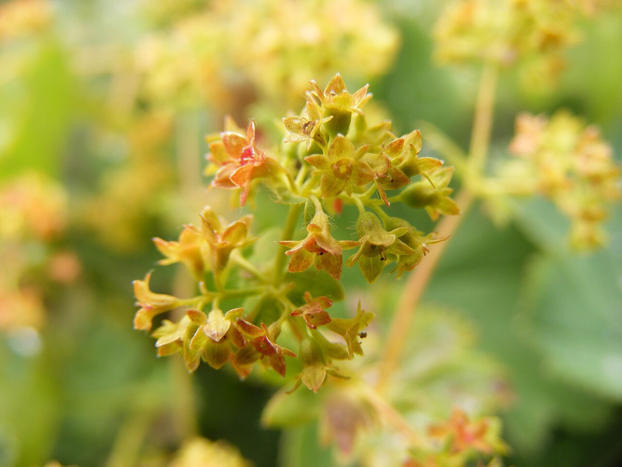 Smooth lady's mantle: This photo shows Alchemilla glabra'