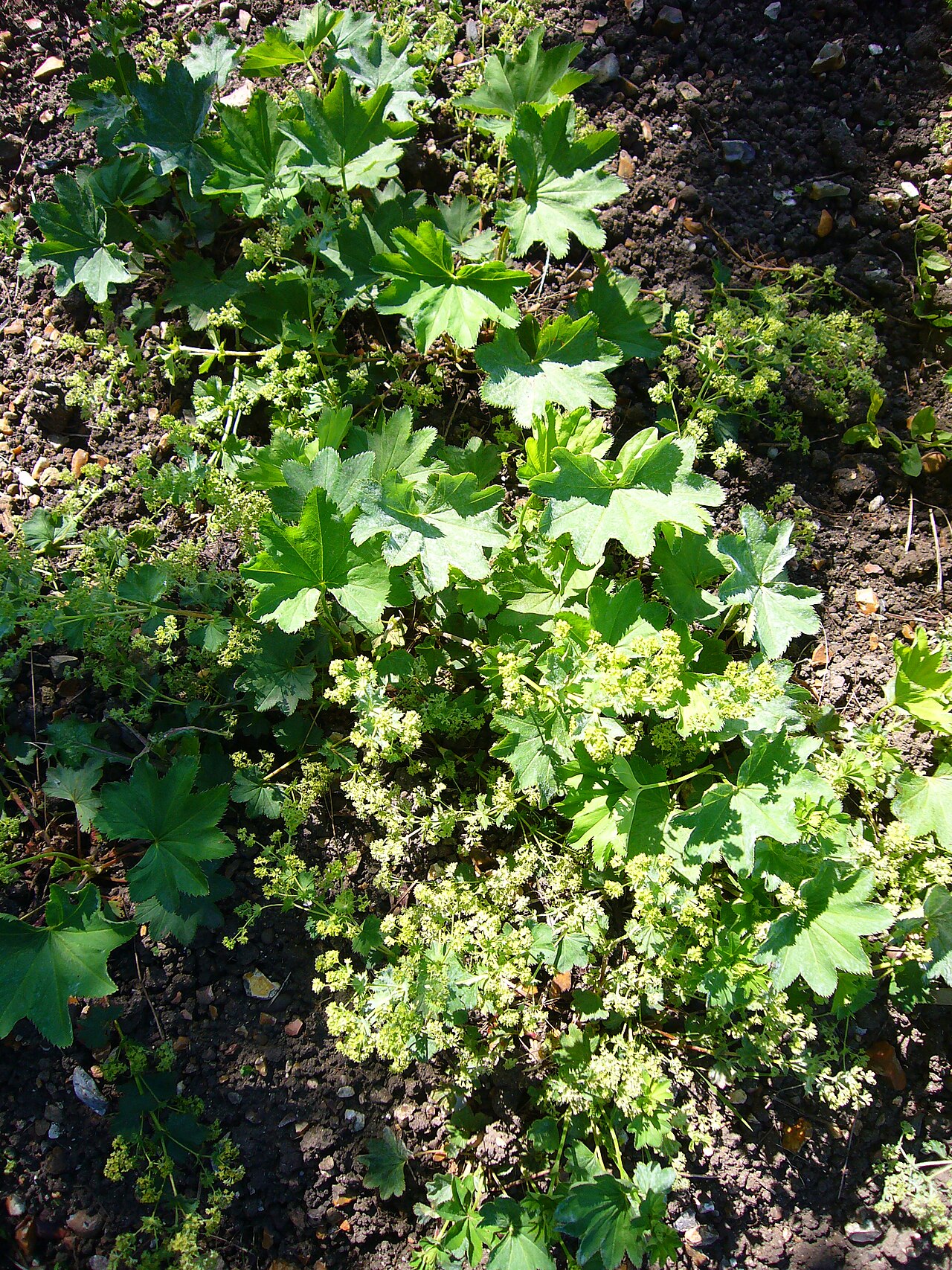 Smooth lady's mantle: Alchemilla glabra "Smooth Lady's mantle" (plant)