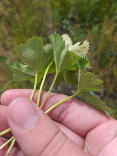 Alchemilla glabricaulis (Alchemilla glabricaulis)