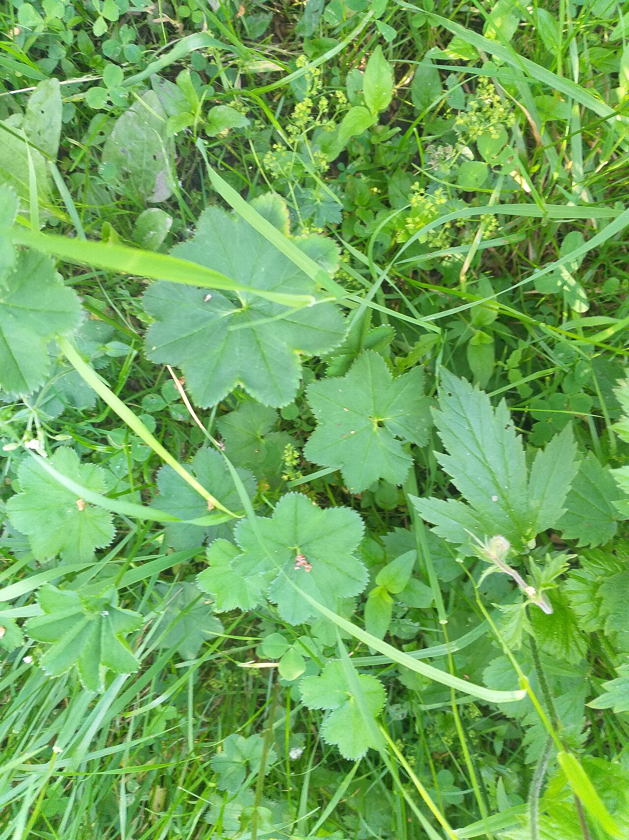 Alchemilla glabricaulis: Alchemilla glabricaulis
