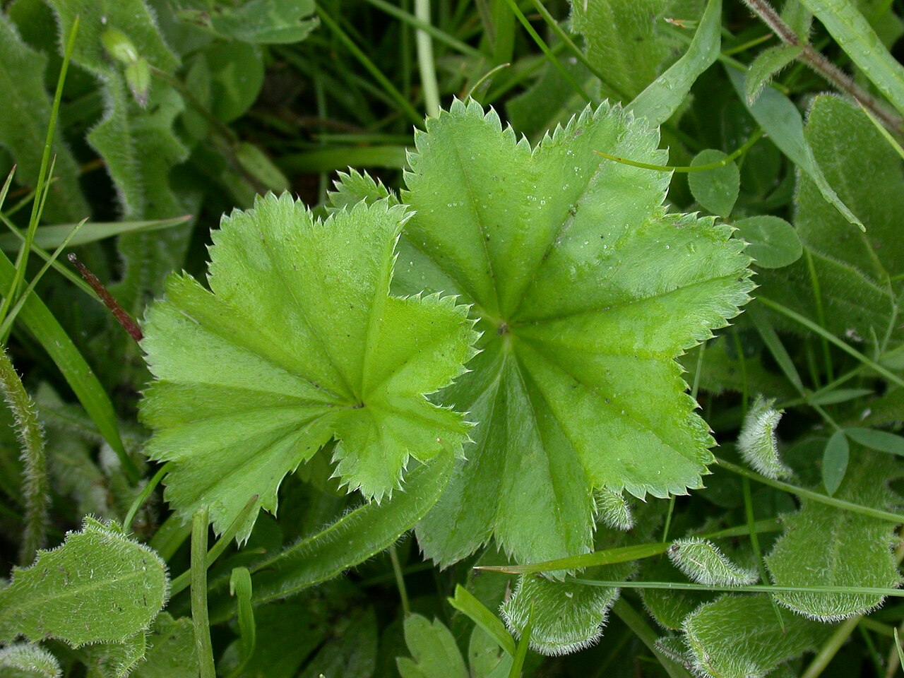 Clustered lady's mantle: Cumbria