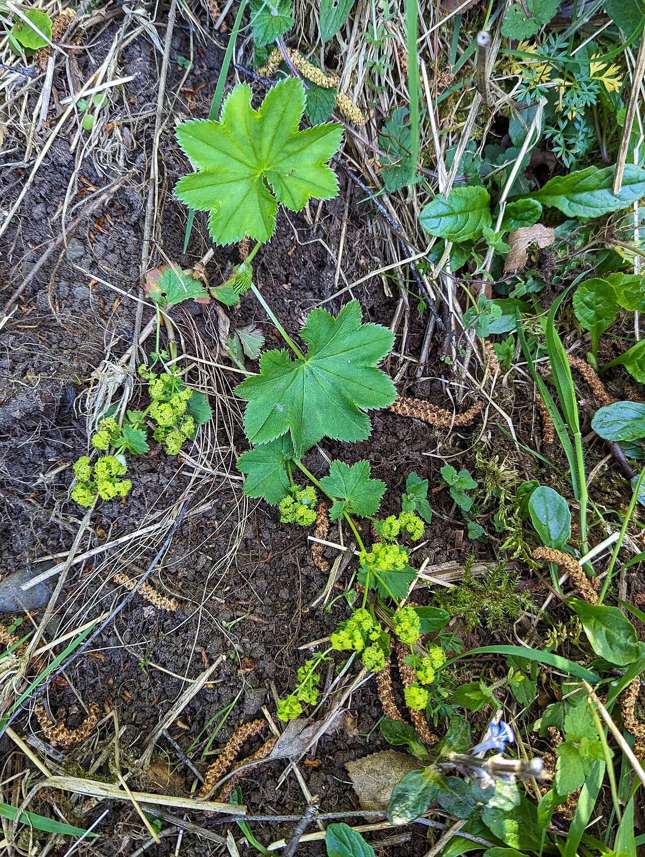Clustered lady's mantle: Alchemilla glomerulans, High Force
