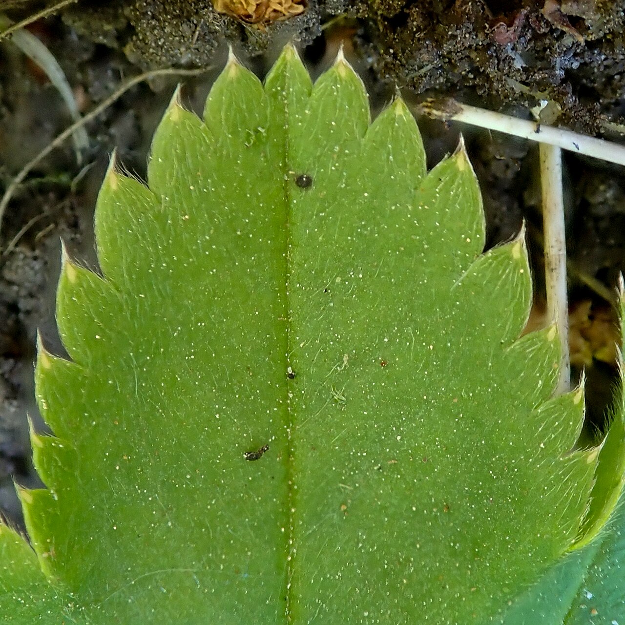Clustered lady's mantle: Alchemilla glomerulans, High Force