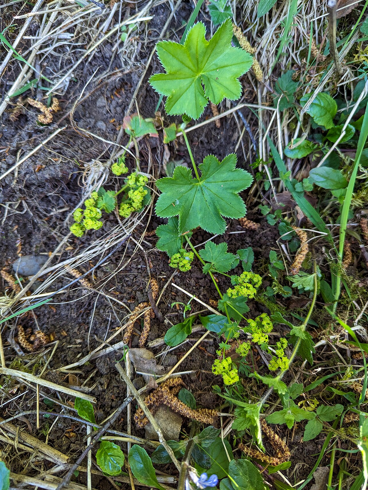Clustered lady's mantle: Alchemilla glomerulans, High Force