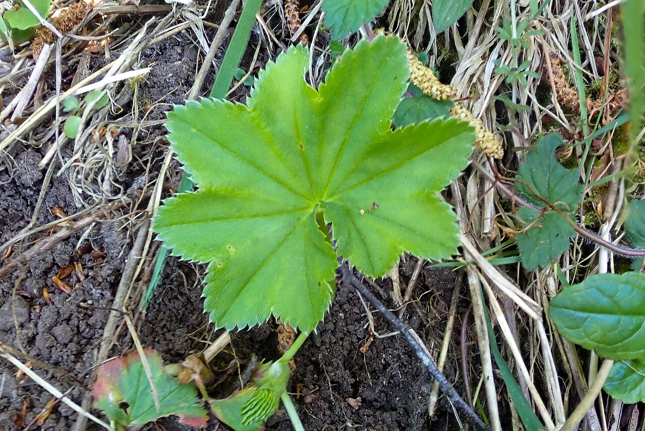 Clustered lady's mantle: Alchemilla glomerulans, High Force