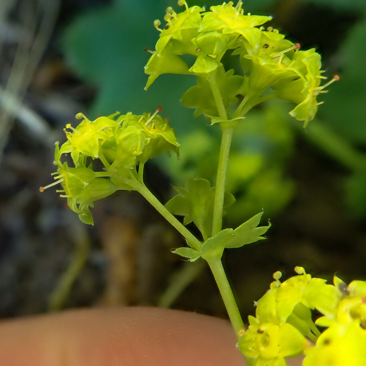 Clustered lady's mantle: Alchemilla glomerulans, High Force