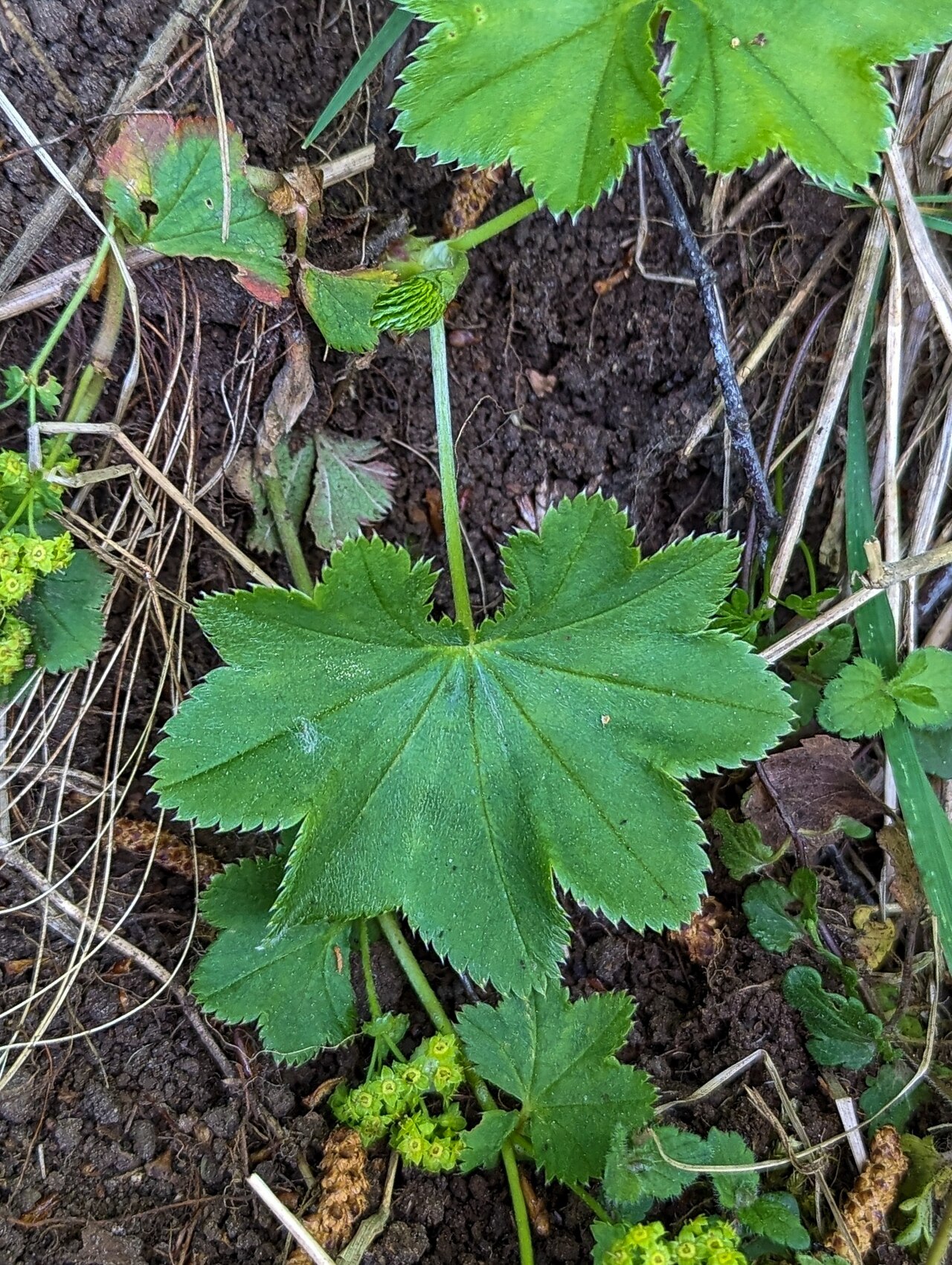Clustered lady's mantle: Alchemilla glomerulans, High Force