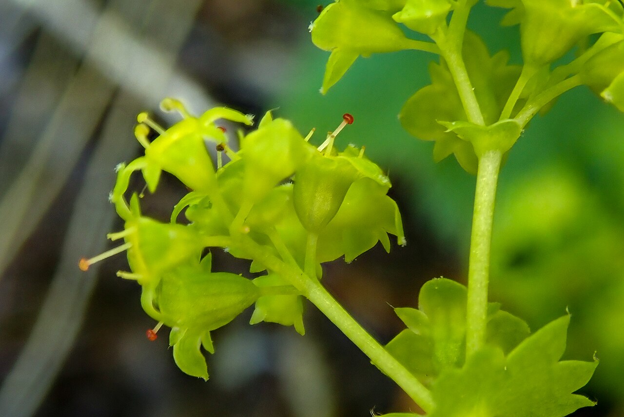 Clustered lady's mantle: Alchemilla glomerulans, High Force