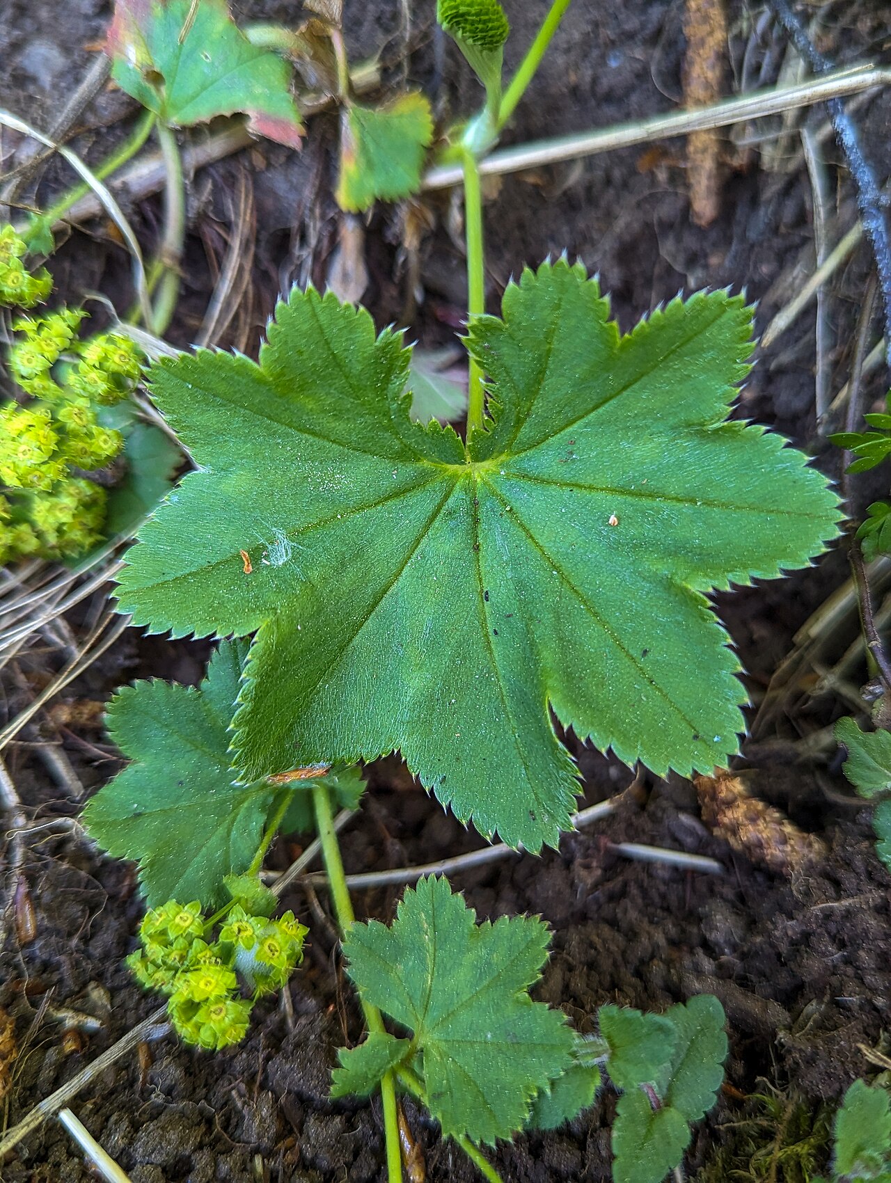 Clustered lady's mantle: Alchemilla glomerulans, High Force