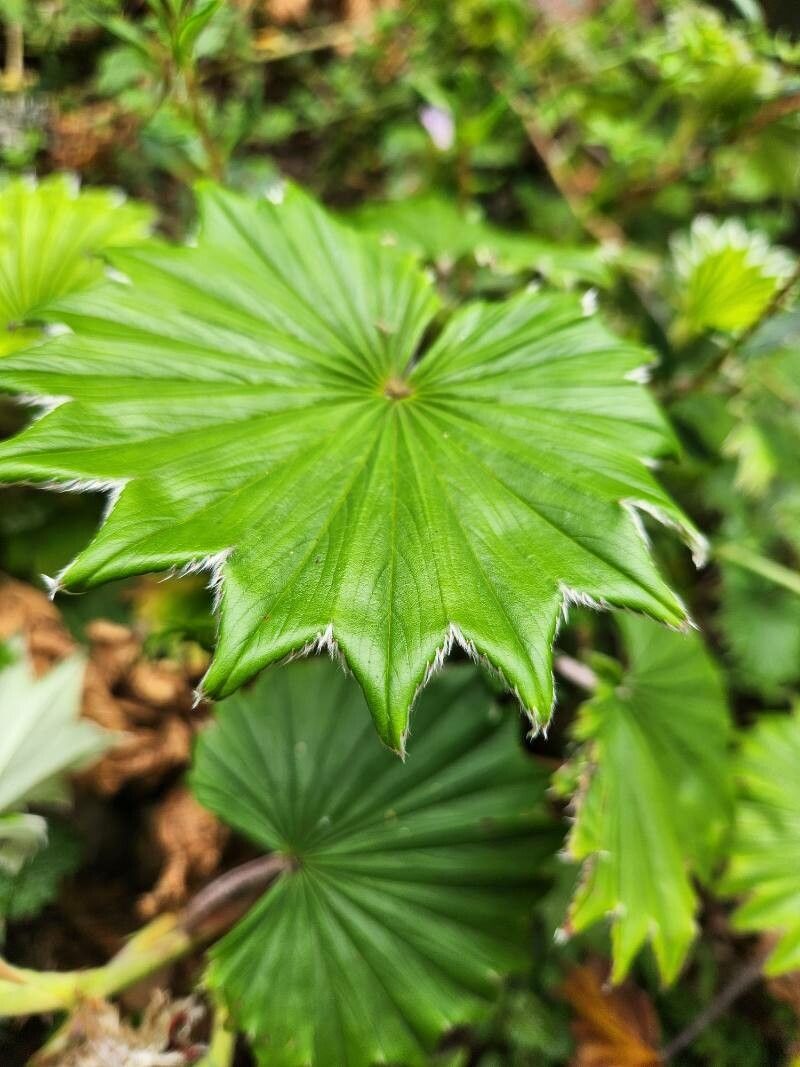 Alchemilla hagenia (Alchemilla hagenia)