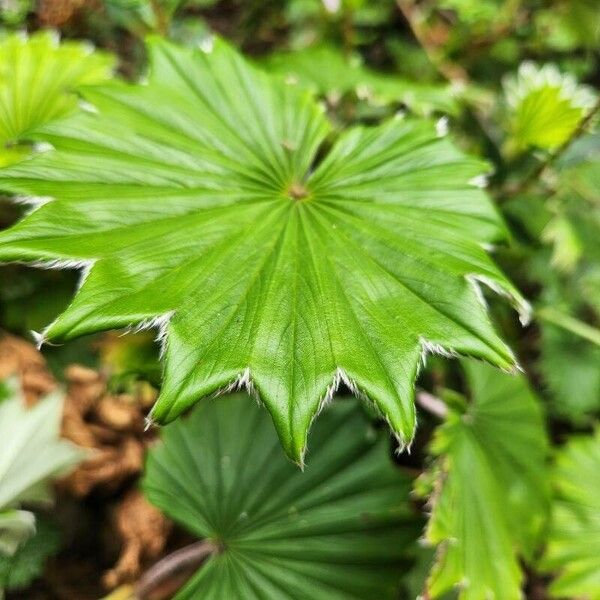 Alchemilla hagenia (Alchemilla hagenia)
