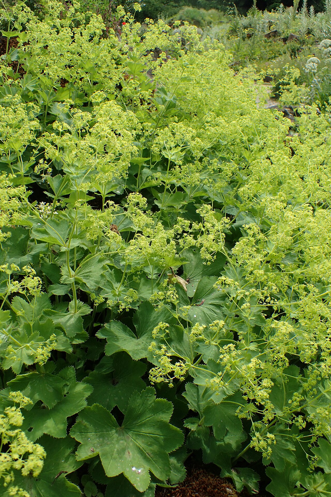 Alchemilla heterotricha: Alchemilla heterotricha in the Botanischer Garten, Berlin-Dahlem