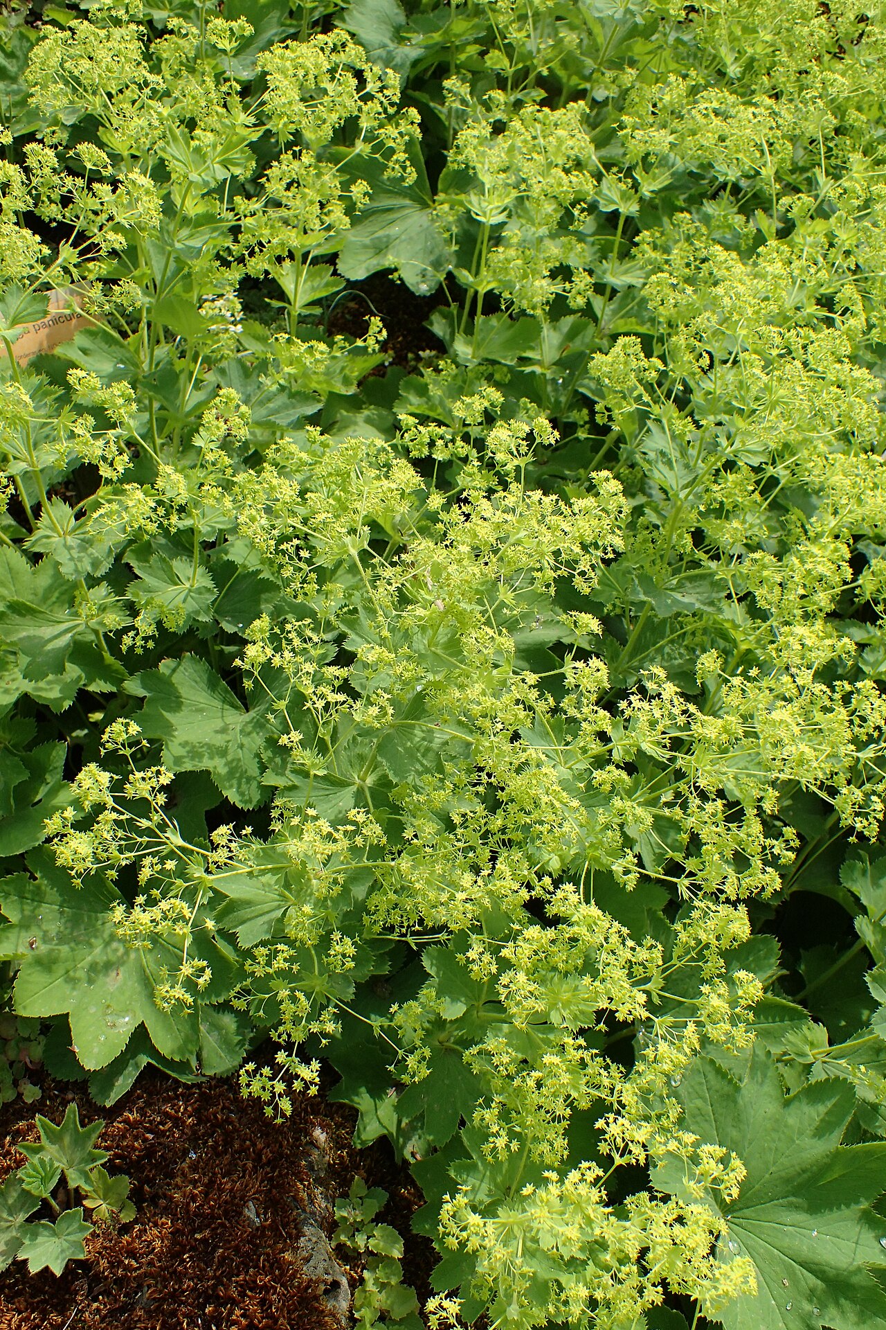 Alchemilla heterotricha: Alchemilla heterotricha in the Botanischer Garten, Berlin-Dahlem