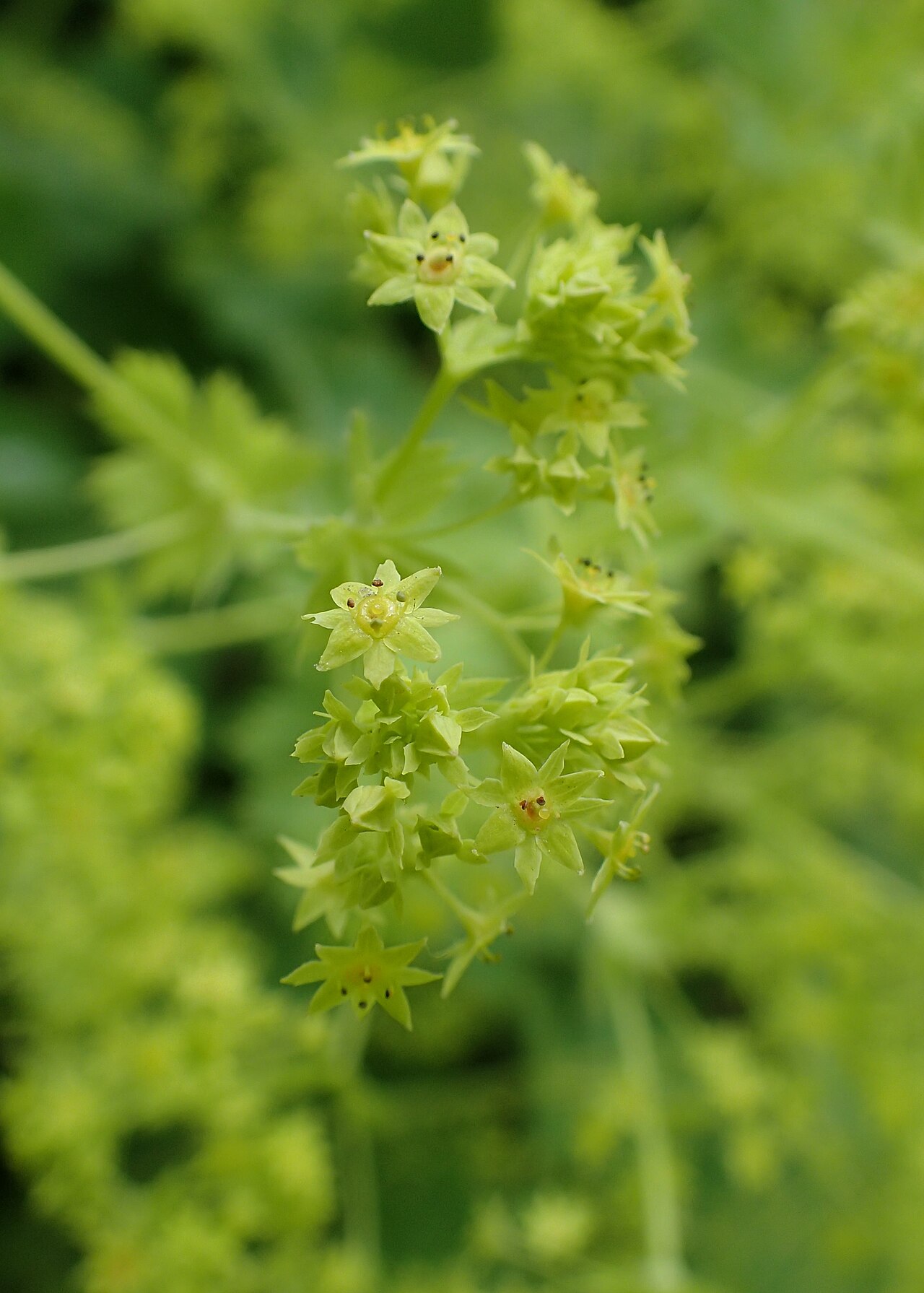 Alchemilla heterotricha: Alchemilla heterotricha in the Botanischer Garten, Berlin-Dahlem